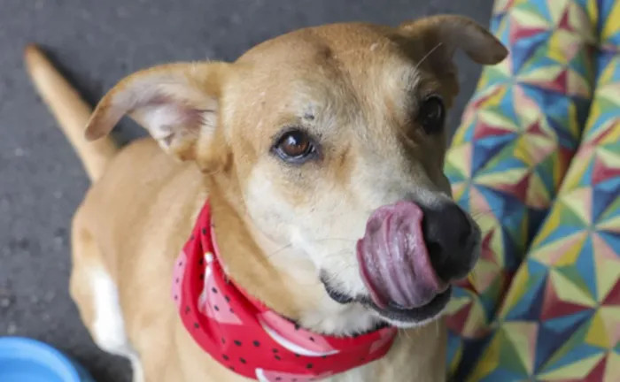 Feira de adoção de cães e microchipagem gratuita em Curitiba no sábado, 26 de setembro, das 10h às 16h, no Parque Barigui. Adote um amigo vacinado e
