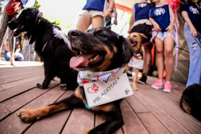 Feira de adoção de cães e gatos em Belo Horizonte