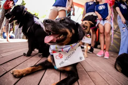 Feira de adoção de cães e gatos em Belo Horizonte