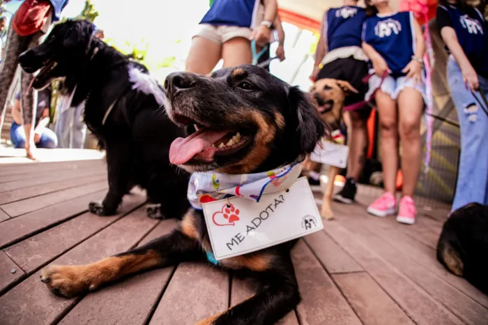Feira de adoção de cães e gatos no Boulevard Shopping BH neste sábado, 26 de setembro, das 12h às 16h. Adote um amigo e dê um novo lar a um animal