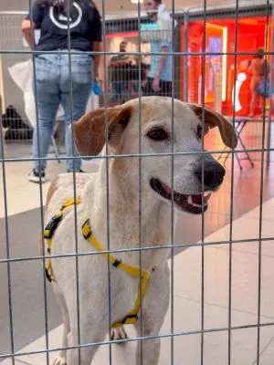 Feira de adoção de cães e gatos no Rio de Janeiro acontece no sábado, 26 de Setembro, das 11h às 17h30, no Carrefour Barra. Adote um novo companheiro!