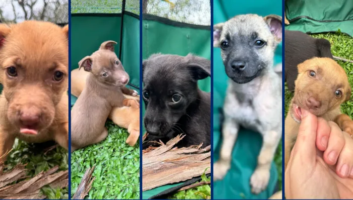 Feira de adoção de animais em Valinhos acontece neste sábado (26/09) das 9h às 12h na Feira do Povo. Adote um cão ou gato responsávelmente.