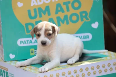 Feira de Adoção em Aparecida de Goiânia: 20 Cães e Gatos