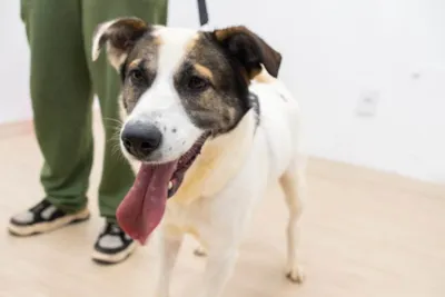 Feira de adoção de pets em Ribeirão Preto neste domingo