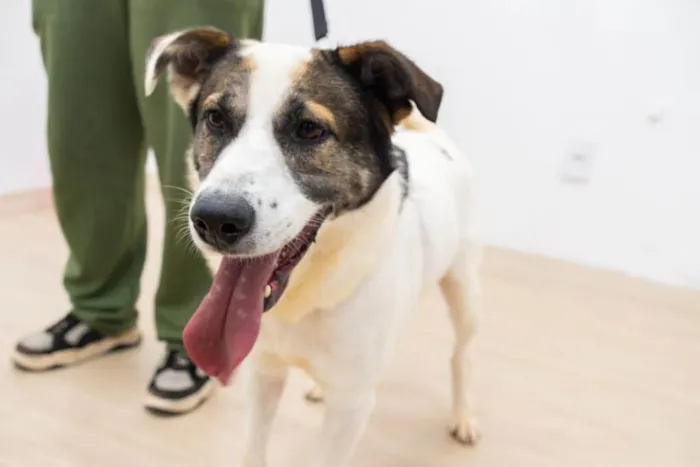 Feira de Adoção Pet em Ribeirão Preto neste domingo, 27 de setembro, das 14h às 17h no Novo Shopping. Adote cães e gatos com a ONG Paraíso dos Pets. Saiba