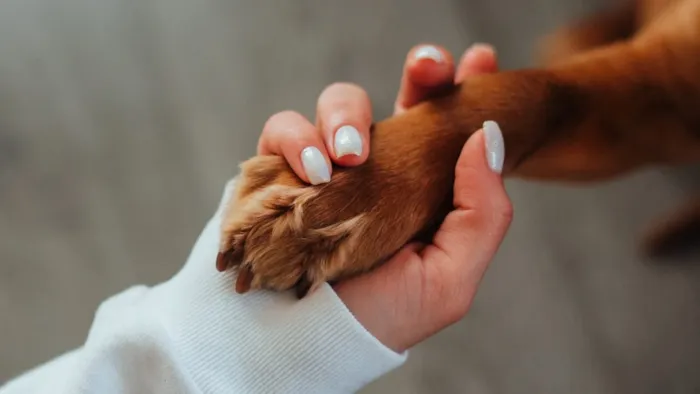Feira de Adoção de Animais em Colombo no dia 10 de outubro, das 10h às 16h, no Max Atacadista. Conheça 12 cães disponíveis e receba orientações sobre