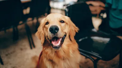 Feira de adoção de cães em Goiânia: MiauDote 2026