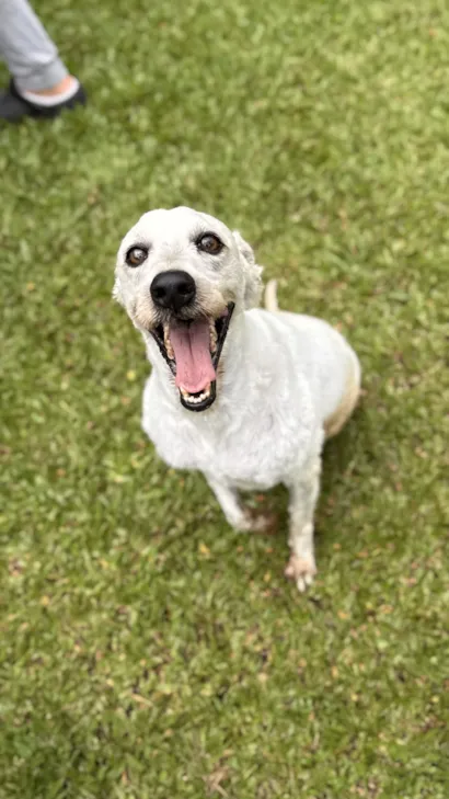 Adoção de pets em São Paulo no MorumbiShopping
