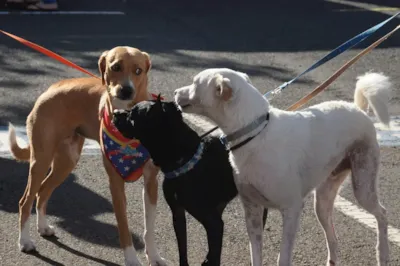 Cãominhada com adoção responsável em Londrina