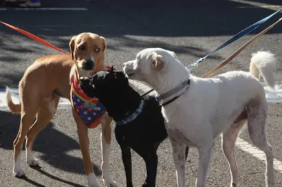 Cãominhada com adoção de cães em Londrina acontece em 10 de outubro, às 16h30, com concursos, brindes e animais à espera de um lar.