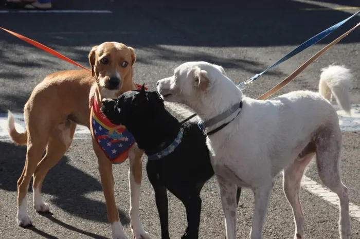Cãominhada com adoção de cães em Londrina acontece em 10 de outubro, às 16h30, com concursos, brindes e animais à espera de um lar.