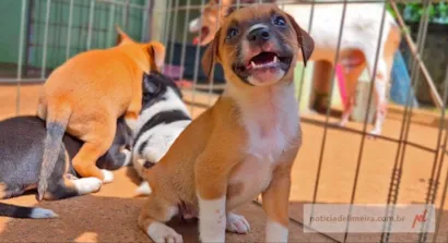 Feira de adoção de cães e gatos em Limeira neste sábado