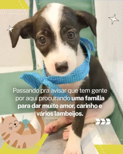 Adoção de cães e gatos em Fortaleza no Shopping