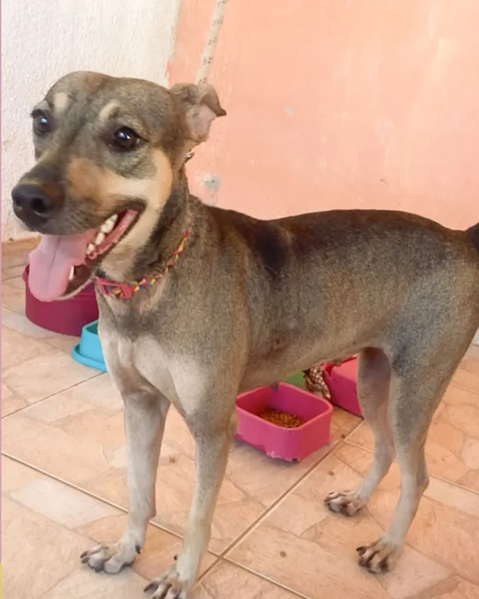 Adoção de cães e gatos em Fortaleza no Shopping - imagem 2