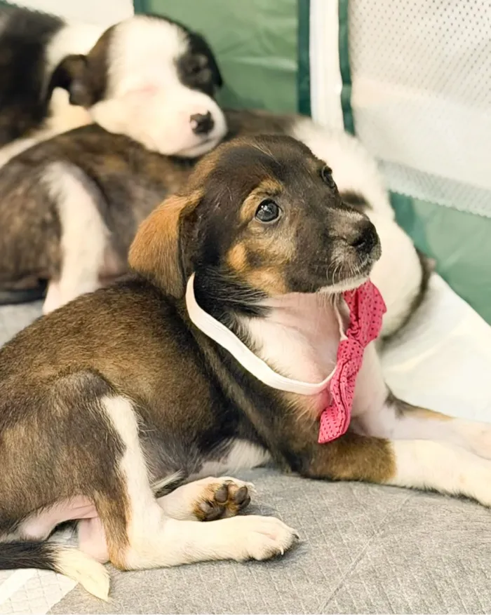 Adoção de cães e gatos em Fortaleza no Shopping - imagem 4