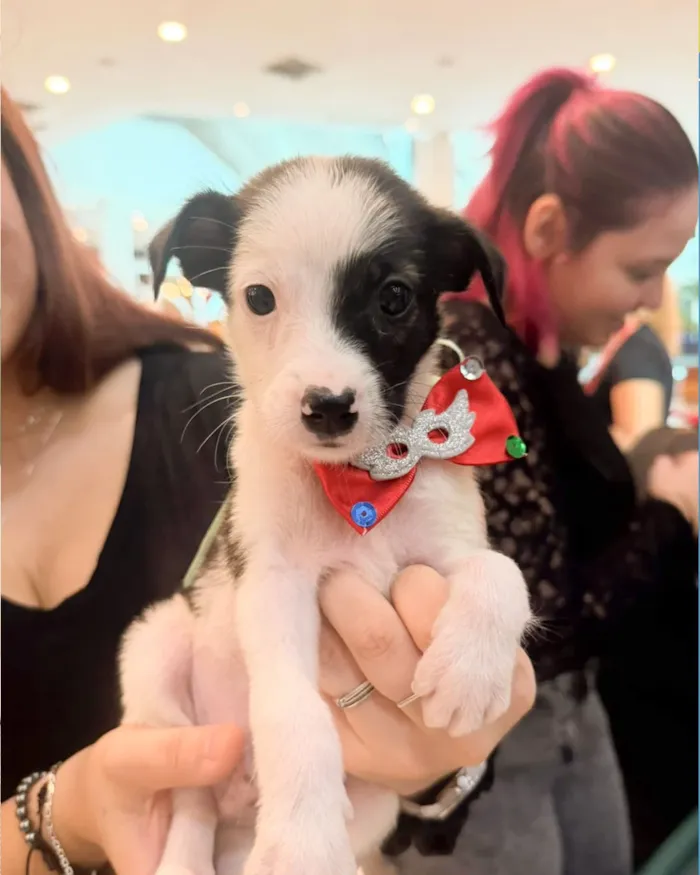 Adoção de cães e gatos em Fortaleza no Shopping - imagem 5
