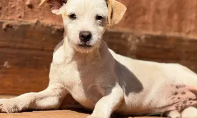 Feira de adoção reúne cães neste sábado em Goiânia