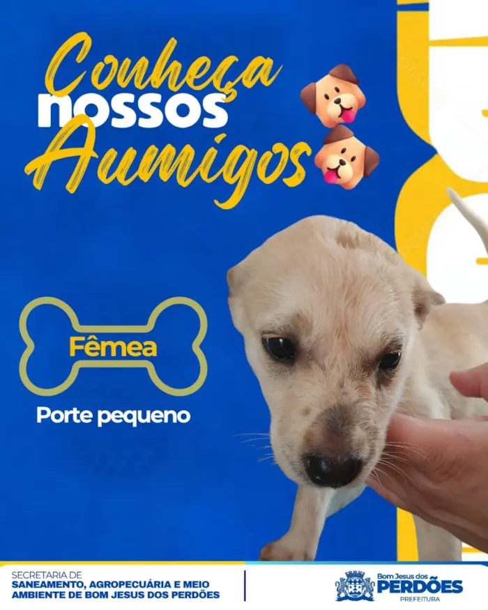 Feira de adoção de filhotes em Bom Jesus dos Perdões - imagem 2