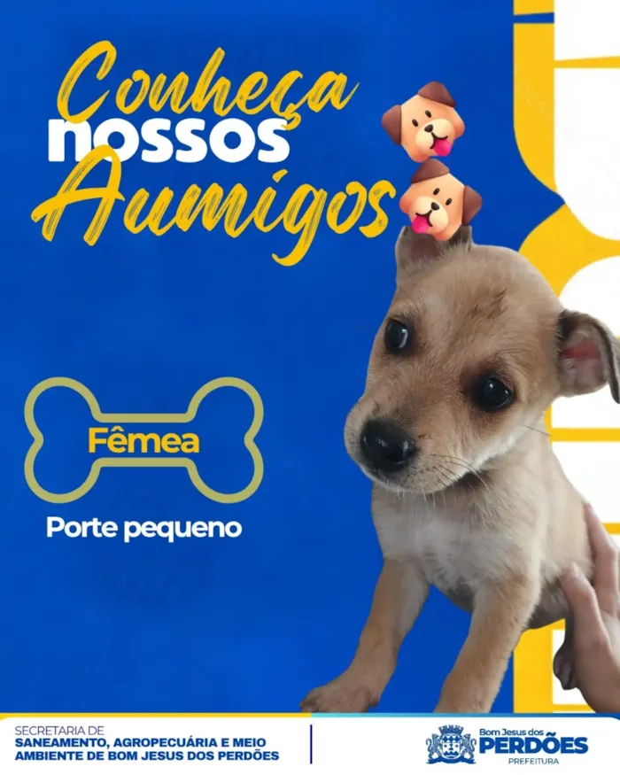 Feira de adoção de filhotes em Bom Jesus dos Perdões - imagem 3