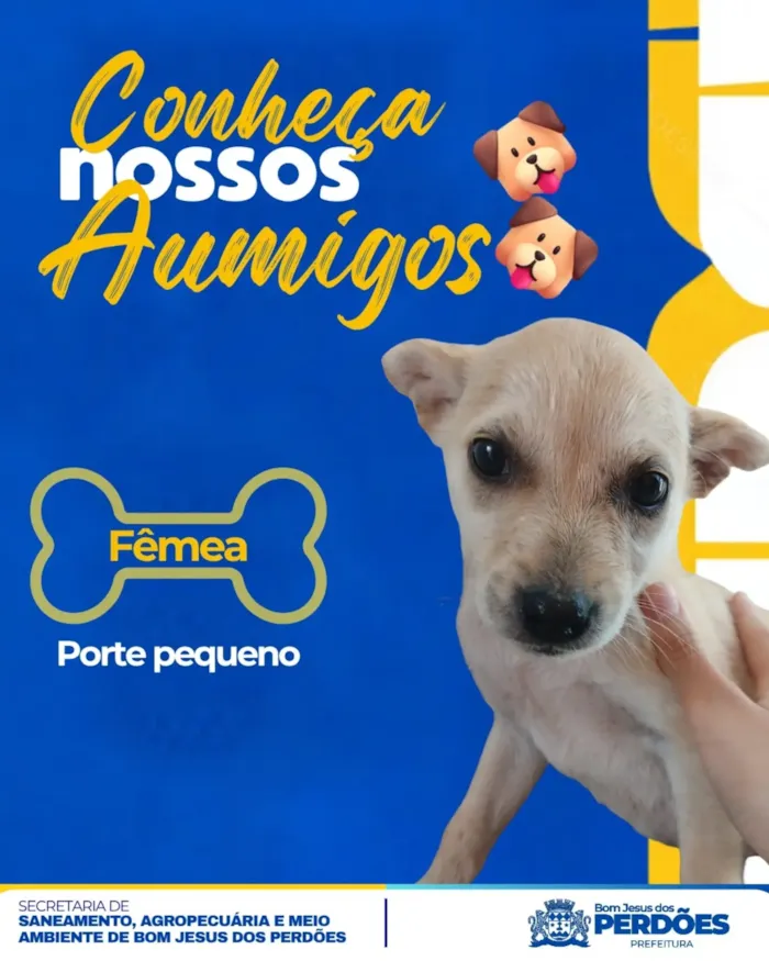 Feira de adoção de filhotes em Bom Jesus dos Perdões - imagem 4