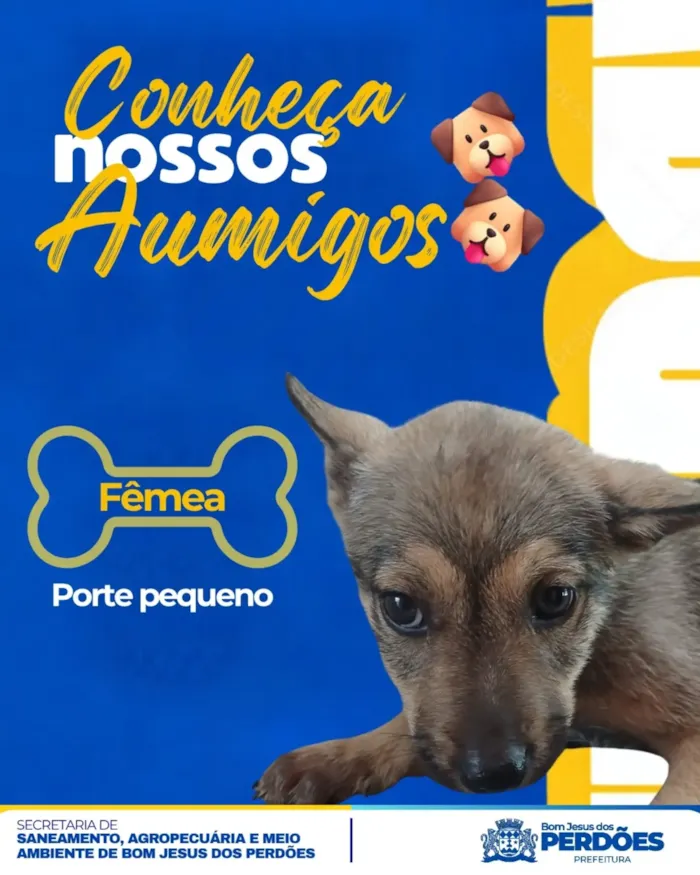 Feira de adoção de filhotes em Bom Jesus dos Perdões - imagem 5