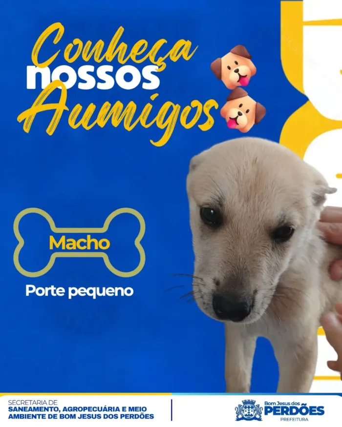 Feira de adoção de filhotes em Bom Jesus dos Perdões - imagem 6