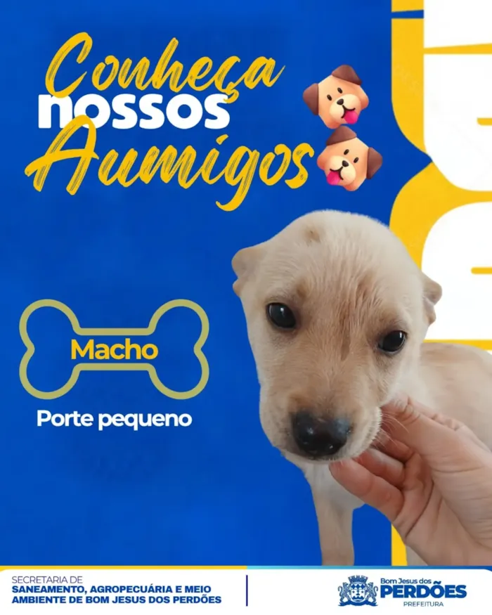 Feira de adoção de filhotes em Bom Jesus dos Perdões - imagem 7