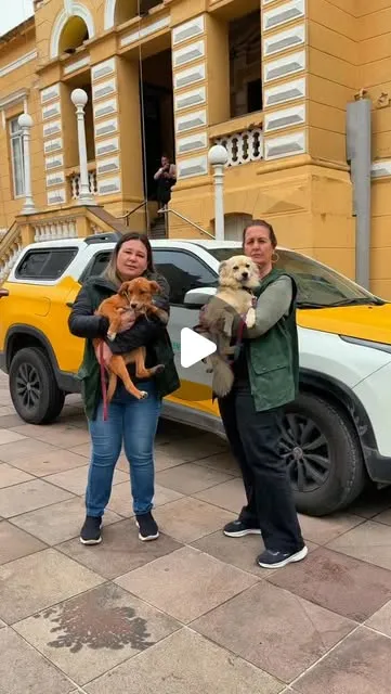 Ação de adoção de cães e filhotes em Bento Gonçalves