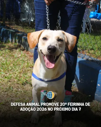Feirinha de adoção de cães e gatos em Atibaia