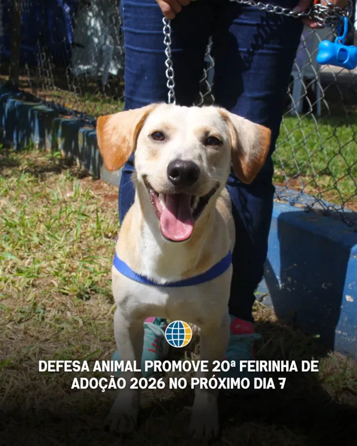 Feirinha reúne cães e gatos em Atibaia no dia 7 de outubro, das 9h às 15h, com orientação, vacinação, castração e adoção responsável.