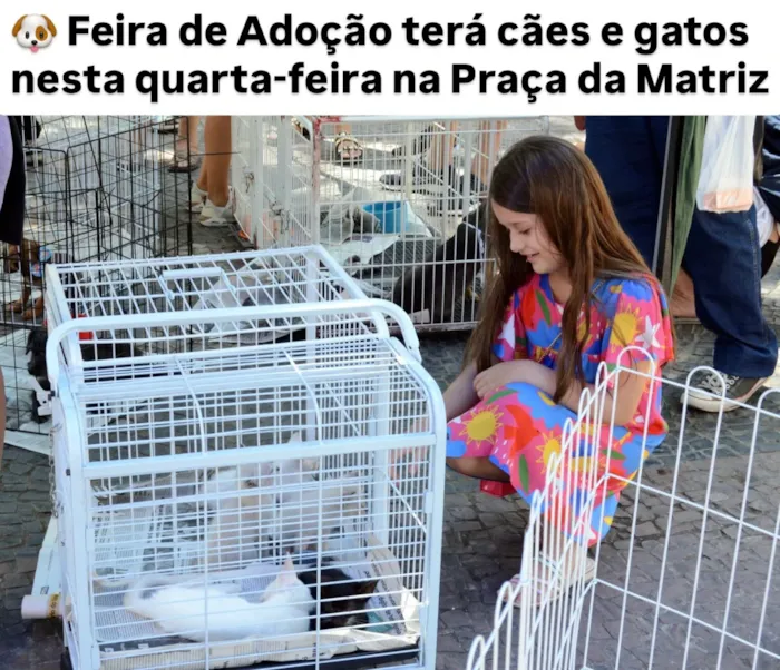 Feira de adoção em Barra Mansa acontece em 30 de setembro, das 9h às 11h, com cães e gatos à espera de um novo lar.