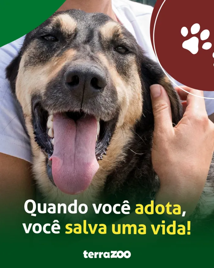 Evento de adoção de cães e gatos em São Luís - imagem 4