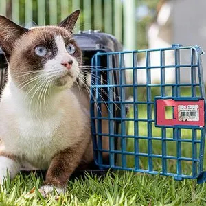 Feira de adoção de cães e gatos acontece em Maceió no dia 3 de outubro, no Maceió Shopping, encerrando campanha de conscientização.