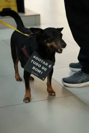Campanha de adoção no Rio de Janeiro em outubro