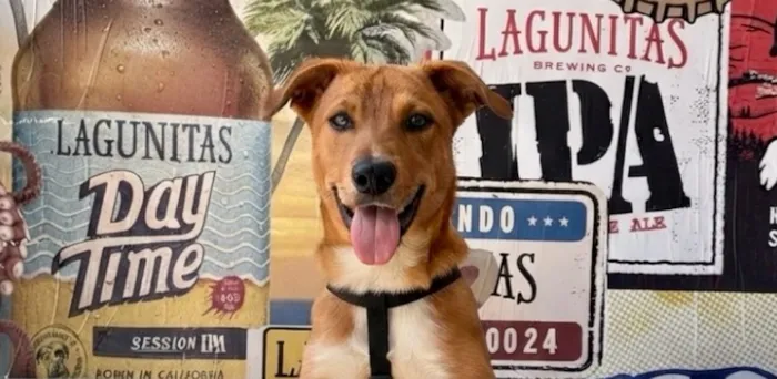 Feira de adoção em São Paulo acontece em 10 de outubro, das 11h às 16h, com cães resgatados e orientação da ONG Desabandone.
