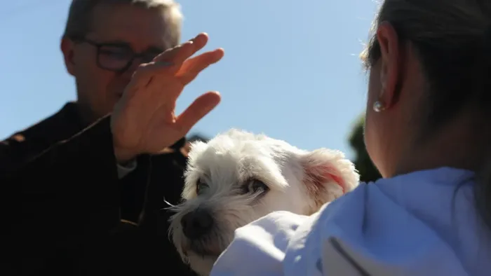 Feira de adoção de animais em Caxias do Sul neste sábado (22/10), das 9h às 11h30, na Igreja dos Capuchinhos. Evento celebra São Francisco com adoção