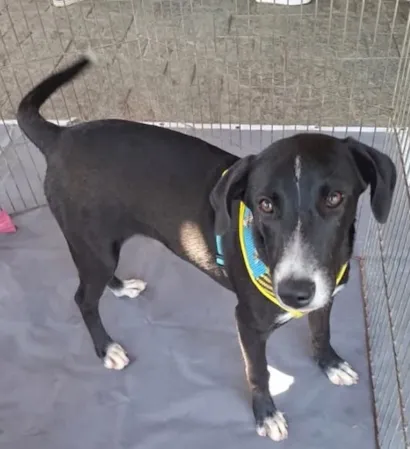 Feira de adoção de cães acontece em Petrópolis no Pátio Petrópolis Shopping, neste sábado (03), das 10h às 15h. Conheça os animais e adote um novo amigo.