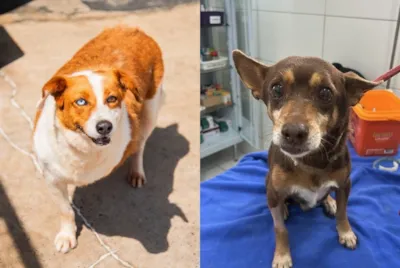 Adoção de cães idosos em Santa Cruz do Sul nesta quinta