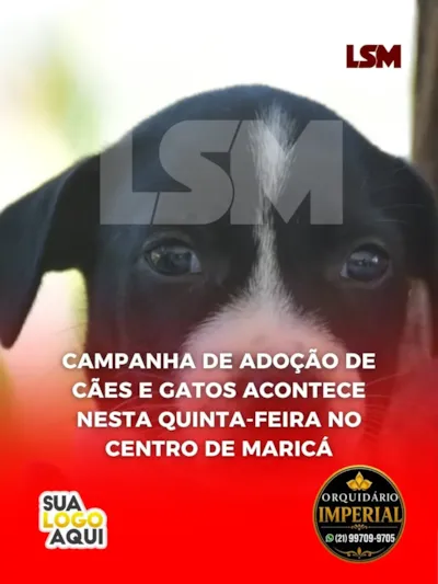 Campanha especial de adoção de cães em Maricá