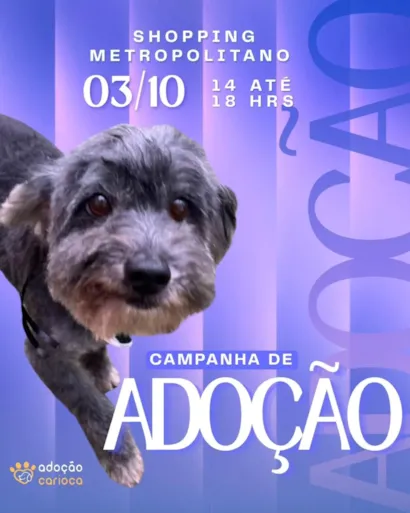 Campanha de adoção no Rio de Janeiro acontece em 3 de outubro, das 14h às 18h, no Shopping Metropolitano, com animais à espera de uma família.