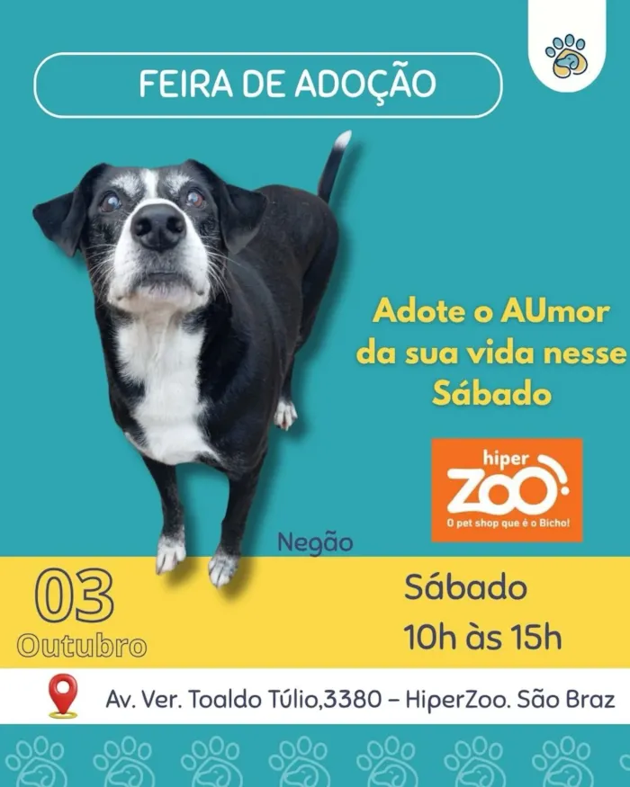 Encontro de adoção em Curitiba acontece em 3 de outubro, das 10h às 15h, com cães como Milena e Negão disponíveis para adoção.
