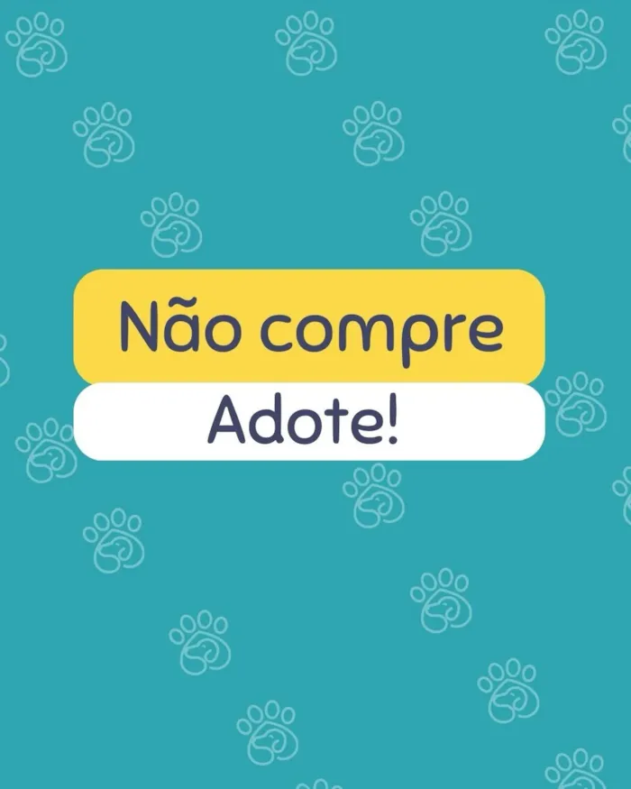 Feira de adoção em Curitiba no HiperZoo São Braz - imagem 7