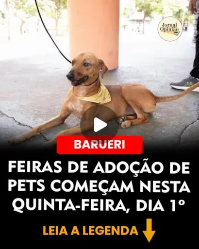 Feiras de adoção em Barueri acontecem de 1º a 31 de outubro, das 10h às 15h, com cães e gatos resgatados à espera de um lar.