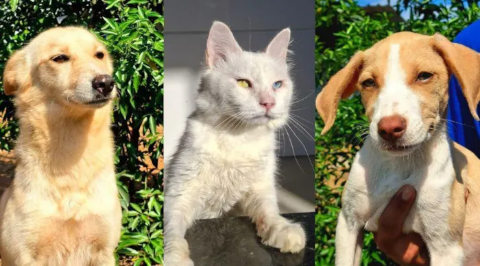Evento de adoção em Vila Velha ocorre em 3 de outubro, das 8h às 12h, com cães e gatos castrados, vacinados e microchipados.