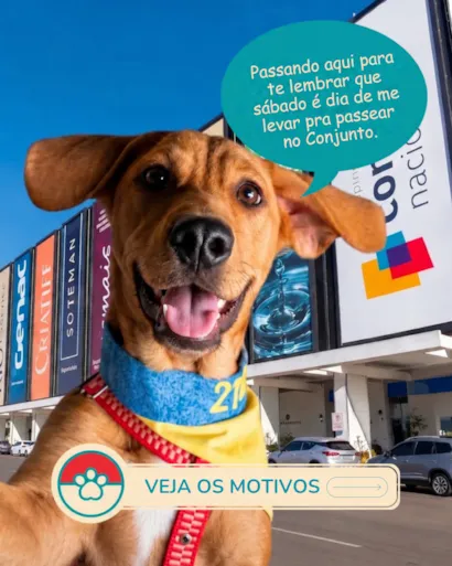 Feira de adoção no Conjunto Nacional em Brasília