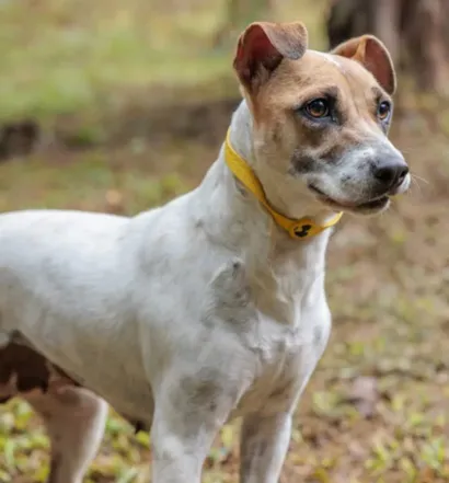 Feira de adoção em São Paulo acontece em 3 de outubro, das 13h às 18h, com cães e gatos castrados, vacinados e prontos para um lar.