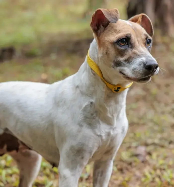 Feira de adoção em São Paulo acontece em 3 de outubro, das 13h às 18h, com cães e gatos castrados, vacinados e prontos para um lar.