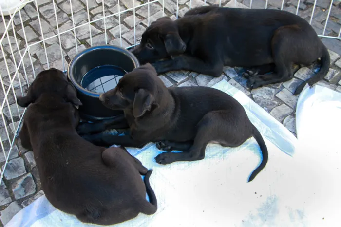 Feira de adoção em Barra Mansa acontece em 7 de outubro, a partir de horário não informado, com cães e gatos vacinados e castrados.