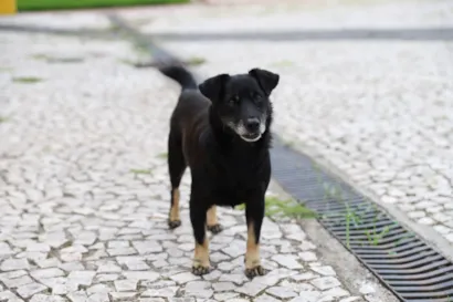 Feira de adoção de cães em Criciúma neste sábado, dia 3, das 14h às 18h, no Parque da Prefeitura. Adoção responsável com castração e microchipagem