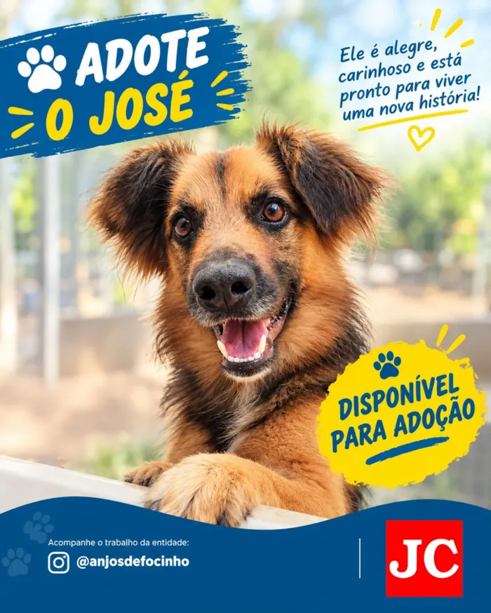 Feira de cães em Rio Claro acontece em 3 de outubro, a partir das 10h, na PetCamp, com animais acolhidos à espera de um novo lar.